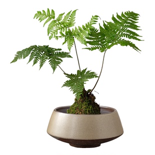 清仓处理无孔水培器皿苔藓球花盆多功能创意托盘蕨类植物专用盆