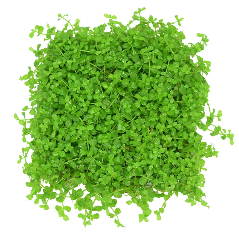 前景水草很好养的草坪类新手造景