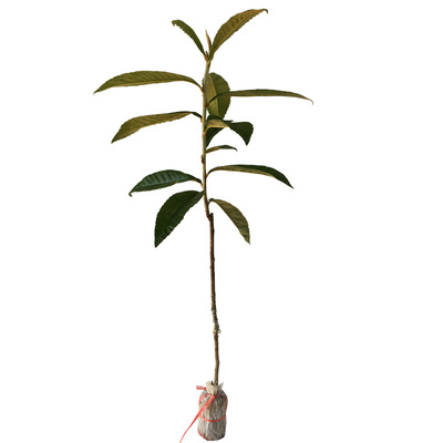 正宗嫁接特大五星南方种植树苗