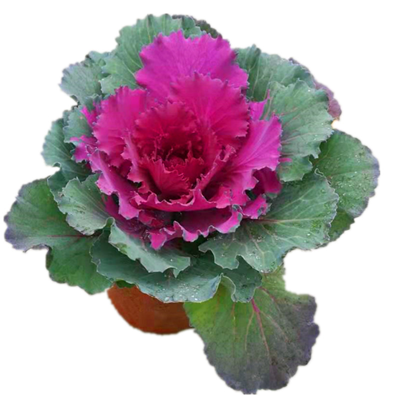 彩叶草花苗变色紫苏庭院耐高温
