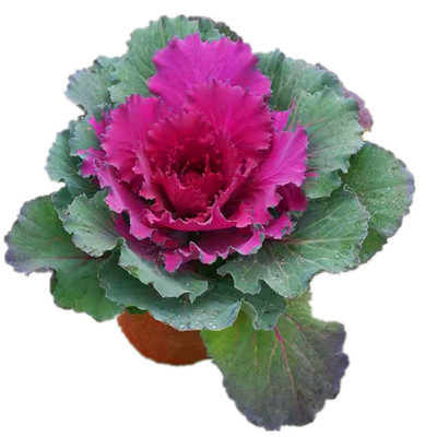 彩叶草花苗变色紫苏庭院耐高温