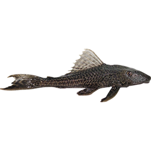 清道夫鱼缸清洁工鱼观赏热带淡水冷水专吃屎垃圾粪便清理藻类残饵