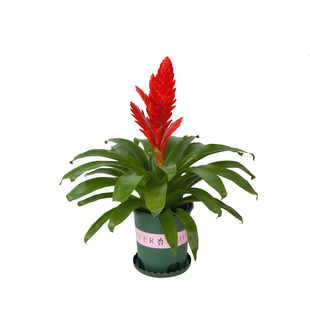 鸿运当头盆栽植物室内花好养客厅办公室绿植阳台花卉水培易活四季