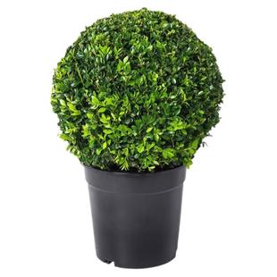 大叶冬青球小叶黄杨四季常青树苗庭院耐寒围墙篱笆绿化苗木冬青球