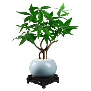 造型奇趣五福发财树盆栽室内植物桌面茶台办公桌禅意盆景桌面绿植