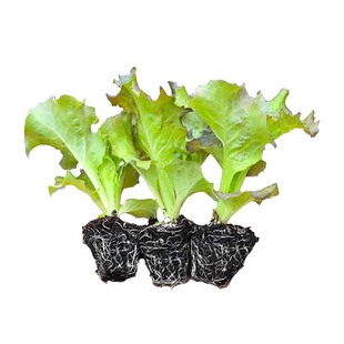 意大利紫生菜苗带土带根水培秋冬蔬菜苗紫叶奶油生菜种子盆栽四季