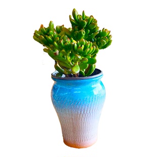 多肉植物发财树吸财树老桩寓意招财进宝客厅阳台好养活筒叶花月