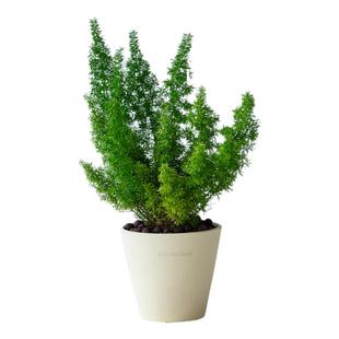 狐尾天门冬盆栽室内客厅桌面常绿植物对动物友好趣味可爱好养绿植