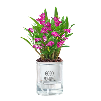 澳洲香水石斛兰带花苞