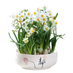 精品大球水仙花种球水养浓香带芽风信子漳州年宵花卉植物室内好养