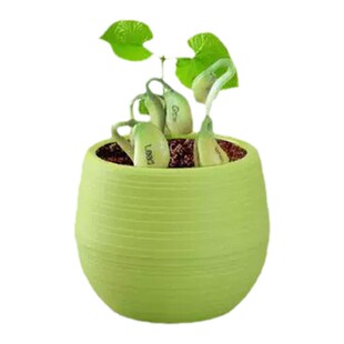 魔法种子礼物魔法豆种植种魔豆刻字种子定制魔豆种子豆子种子盆栽