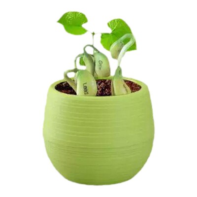 魔法种植幼儿园盆栽植物