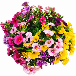 百万小玲矮牵牛盆栽花苗牵牛花舞春花喇叭花盆栽绿植发货包邮