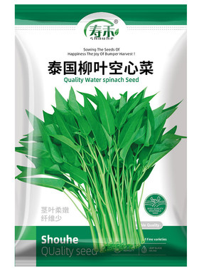 水培空心菜种子种籽苗四季菜苗带根柳叶蔬菜菜籽水孑大叶青菜菜种