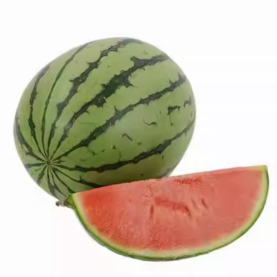 8424麒麟无籽西瓜嫁接苗阳台