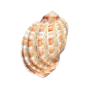 大杨桃螺琵琶竖琴螺天然海螺贝壳卷贝鱼花盆造景装饰摆件标本收藏