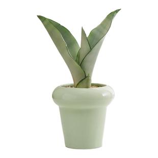 白玉虎皮兰盆栽室内虎尾兰办公室工位桌面绿植高档奶油风植物摆件