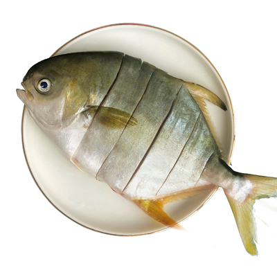 北海金鲳鱼新鲜杀好深海鱼鲜活去鳃去内脏冷冻冰鲜特大切花金昌鱼