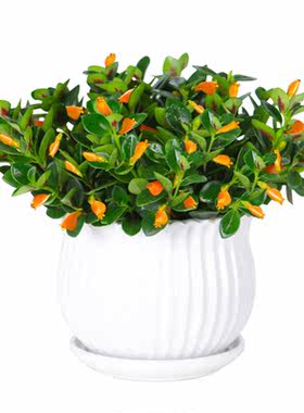 金鱼吊兰盆栽四季观花植物金鱼花室内客厅观花植物豆瓣绿四季常青