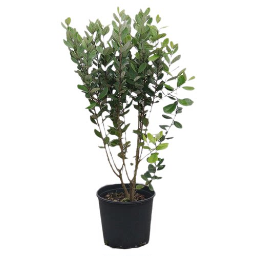 新西兰菲油果树苗斐济果盆栽果树阳台庭院别墅棒棒糖果树花园植物