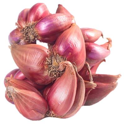 正宗红葱头盆栽食用混沌粉肠榨油熬油葱酥火葱蔬菜小香葱蔬菜