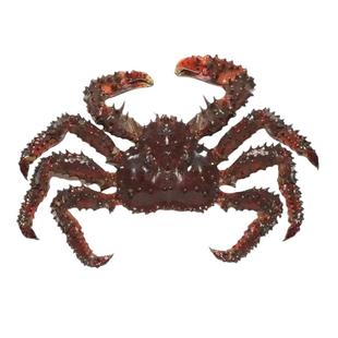 俄罗斯生冻花椒帝王蟹进口鲜活冷冻小帝皇蟹花咲蟹1-5斤顺丰包邮