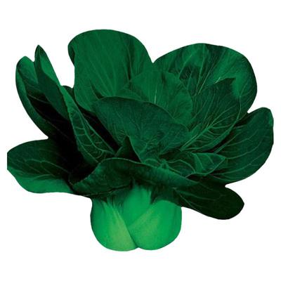 青菜种籽大全耐寒秋冬蔬菜四季播