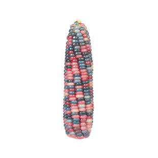 仓鼠零食小玉米磨牙棒粮食可食用面包虫金丝熊花枝鼠造景生活用品