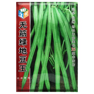 无架豆角种孑地豆角不搭架四季豆籽阳台盆栽豆角种籽大全地豆角种