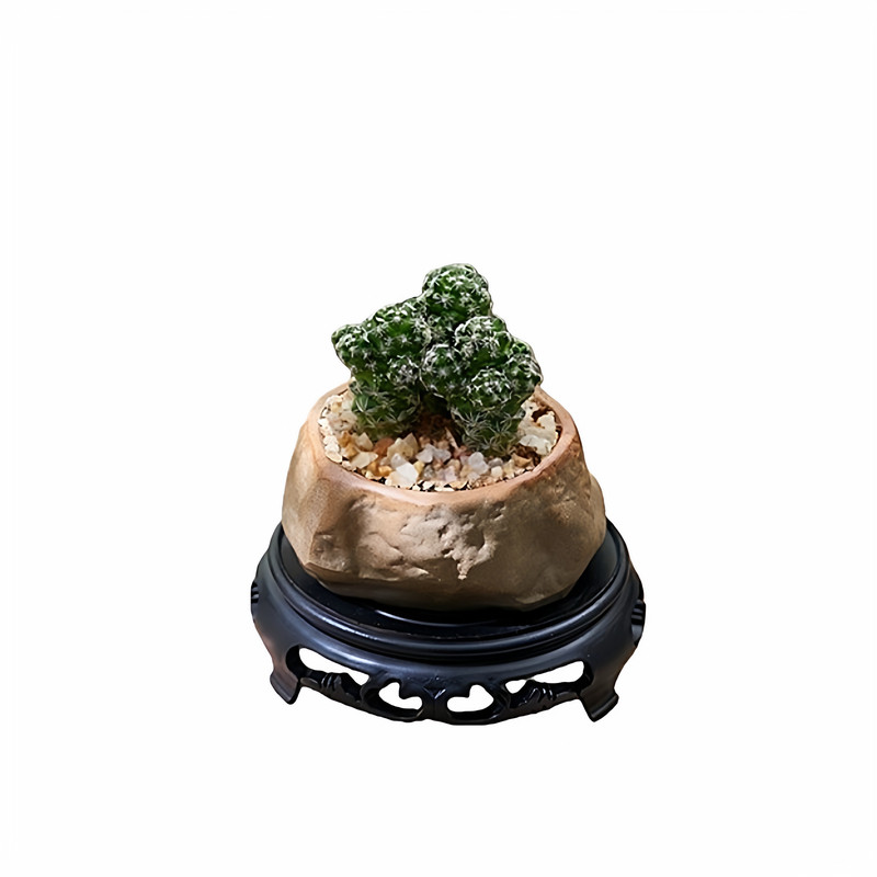 白鸟银手指仙人球开花多肉植物创意仙人掌办公室内桌面绿植小盆栽