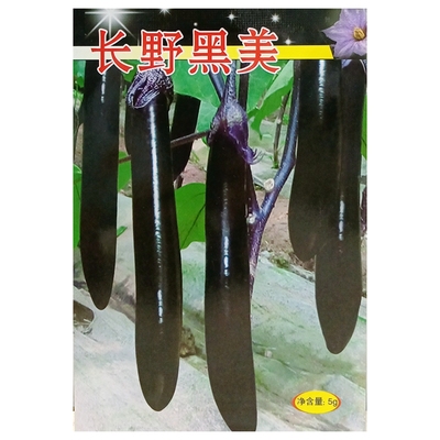 丰邦长野黑美茄子种子黑紫早熟