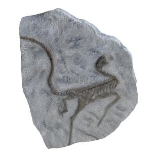 仿真三叶虫中华鸟龙蕨类化石骨架玻璃钢雕塑户外制作生物鱼类模型