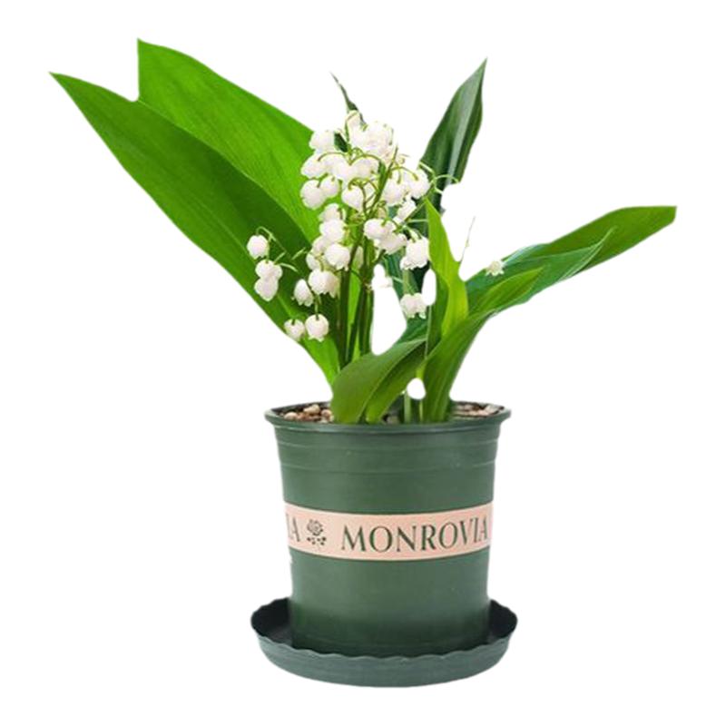 铃兰花苗带芽带根盆栽植物种球进口耐寒室内外花卉绿植四季开玲