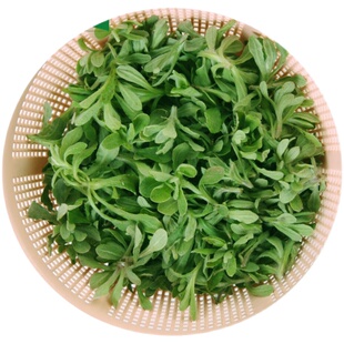 安徽安庆特产水萩 潜山怀宁水秋粑水秋草水菊鼠曲草非毛香清明菜