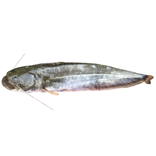 大口鲶鱼苗淡水养殖食用二须凶猛鲶鱼苗大型冷水鱼南方大口鲶鱼苗