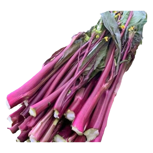 红菜苔种孑菜心种籽广东湖北十月红紫菜苔种籽四九菜心种子四季播