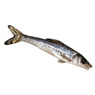 优质花骨鱼苗优质大眼鱼麻花鱼季骨郎鸡浪鱼花菇鱼淡水打氧公分苗