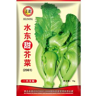 和利农 正源水东甜芥菜种子大广东芥菜种籽包心甜菜蔬菜种孑
