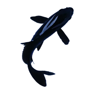 黑锦鲤小锦鲤鱼活淡水冷水观赏鱼苗金鱼活小红鱼热带鱼活食饲料鱼