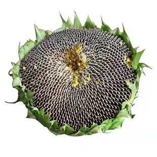 内蒙古半饱斋新鲜原味大瓜子毛嗑3630添加不脏手坚果零食产地直发