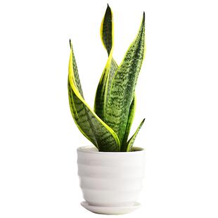 虎皮兰金边虎尾兰盆栽室内客厅净化空气植物花卉绿植吸甲醛耐干旱
