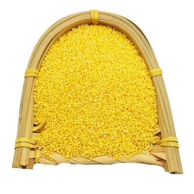 赤峰黄小米漫泉河粘糯稠香米油厚