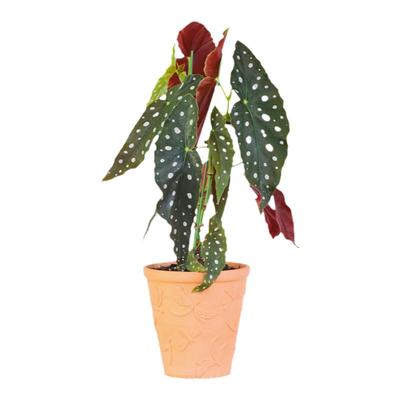 海蒂办公室好养绿植室内小森林