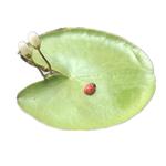 一叶莲浮萍水培植物鱼缸水草造景碗莲睡莲水养生净化水质好养开花