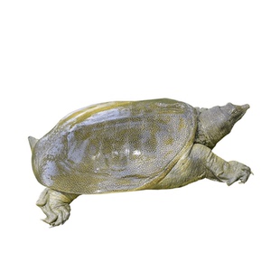 【青黄色公甲鱼】足斤大甲鱼活体鲜活食用中华鳖苗水鱼团鱼母王八