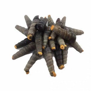 鲜活海抽子新鲜钉螺鲜活海螺丝去尾钉螺丝新鲜食材海鲜水产包邮