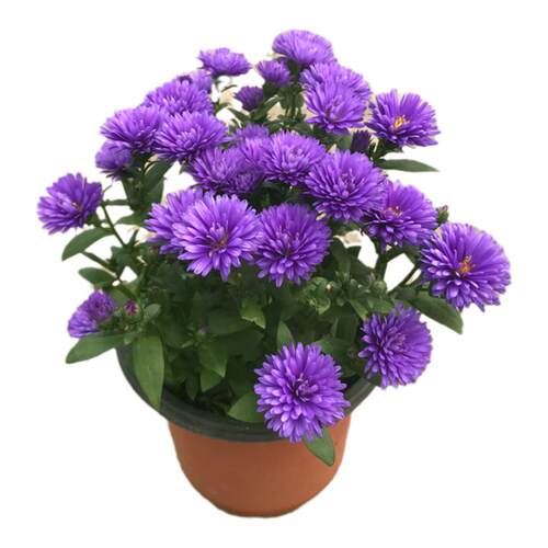 四季新品翠菊紫苑盆栽荷兰菊花苗多年生宿根植物庭院阳台地栽花卉