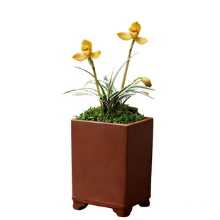 【金凤凰】兰花苗金边四季兰名贵办公桌盆栽花卉植物室内兰草国兰