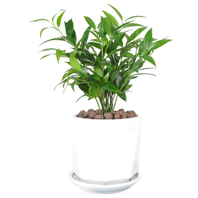 带根驱蚊竹富贵竹水培易活植物竹柏室内客厅绿植花卉盆栽四季常青