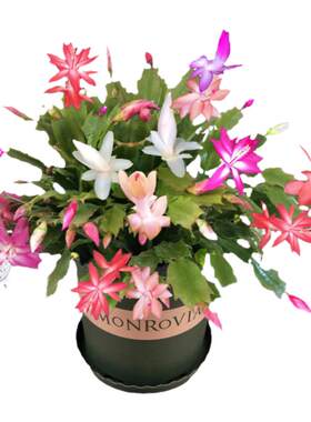 蟹爪兰带盆多色重瓣花卉植物新品